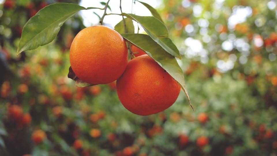 Oranges (Nagpur)